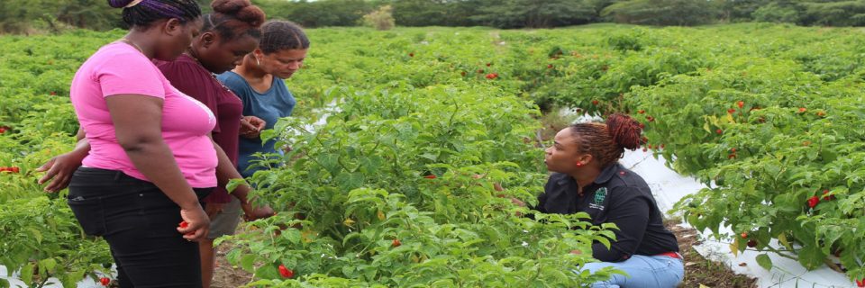 Lease Lands on Our Agro Parks and Benefit from the Marketing and Technical Expertise
