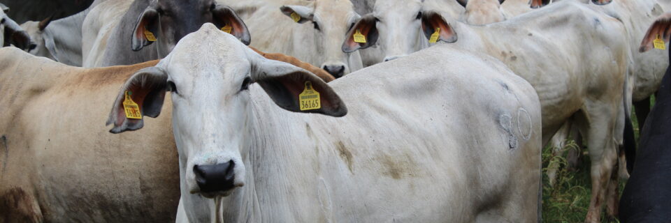 Agro-Investment Corporation – Facilitating Agri-Business Investments